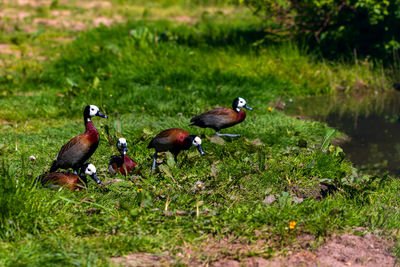 Ducks on a field