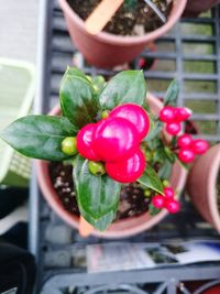 Close-up of red flower