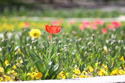 Close-up of red tulip flower on field