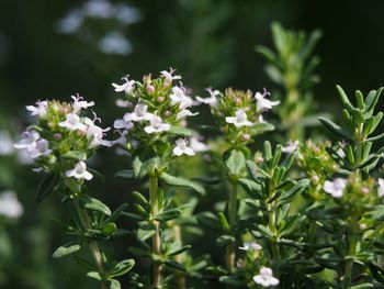 Close-up of white flowers