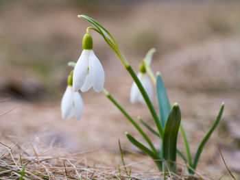 Close-up of white flowering plant on field, spring snowdrops