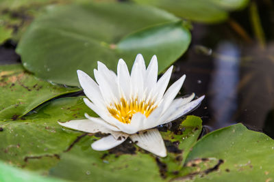 Close-up of lotus water lily in pond