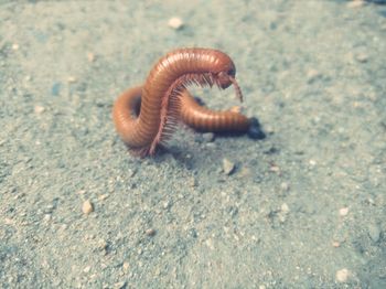 Close-up of snail on land