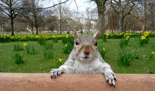 Close-up portrait of squirrel at st james park