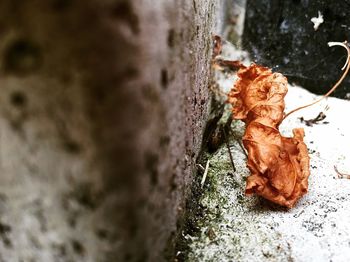 Close-up of dry leaf on tree trunk