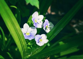 Close-up of purple flowering plant