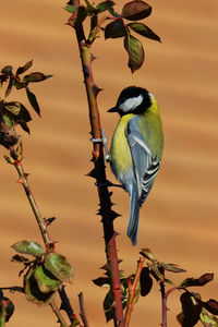 Low angle view of bird perching on tree against sky