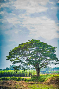 Tree on field against sky