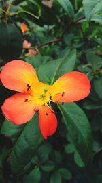 Close-up of day lily blooming outdoors