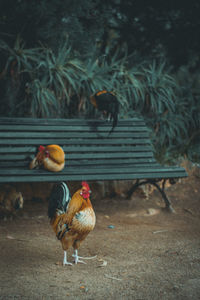 View of a bird on land