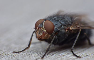 Close-up of fly