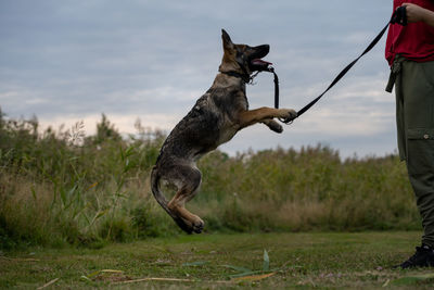 Dog standing in field