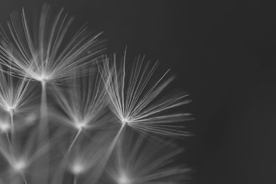 Close-up of dandelion against black background