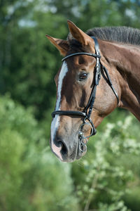 Brown horse standing on field