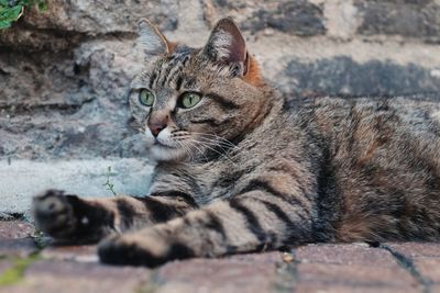 Close-up of a cat looking away