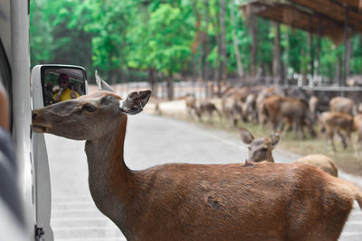 Deer in zoo