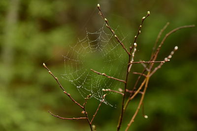 Spider web in drops of spring rain on a branch with green buds