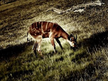 Close-up of a dog on grass