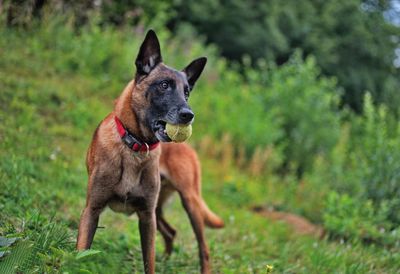 Portrait of belgian shepherd holding a tennis ball in her teeth