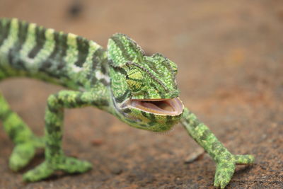 Close-up of lizard