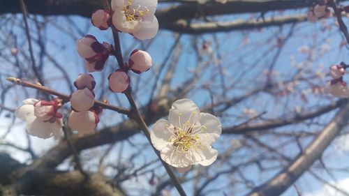 Low angle view of cherry blossom