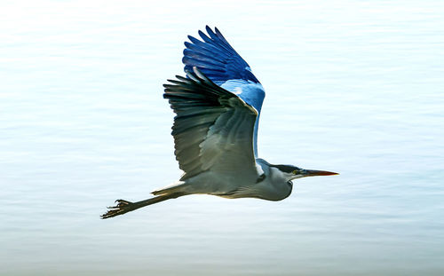 Bird flying over lake