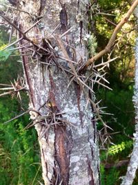 Close-up of tree trunk in forest