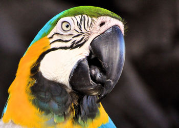 Close-up portrait of parrot