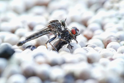 Close-up of housefly on rock