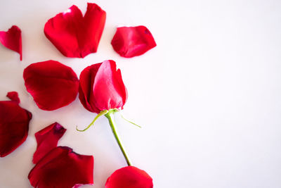 Close-up of red rose against white background