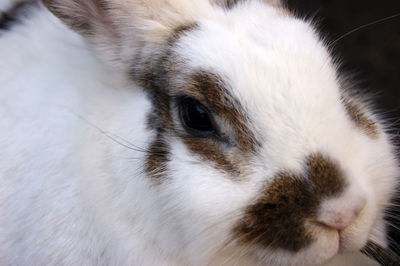 Close-up of rabbit