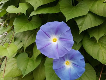 Close-up of purple flower