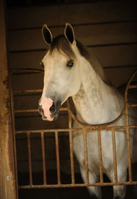 Horse standing in stable