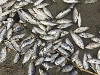 Close-up of fish for sale in market