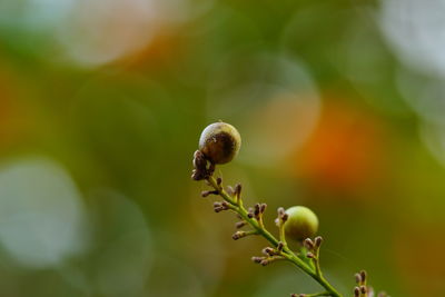 Close-up of plant growing outdoors