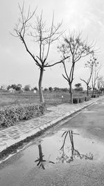 Bare tree by road against sky