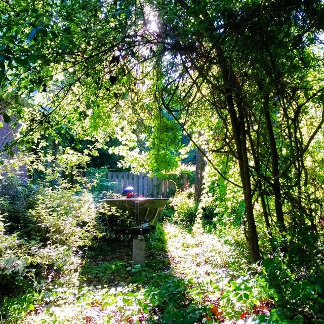 tree, growth, green color, nature, tranquility, plant, tranquil scene, beauty in nature, the way forward, grass, footpath, transportation, sunlight, branch, scenics, bench, built structure, day, landscape, outdoors