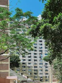 Low angle view of tree by building against sky