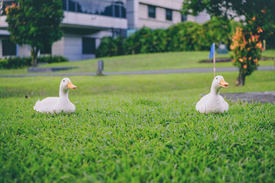 White duck on field