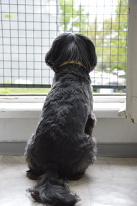 Close-up of dog sitting on window