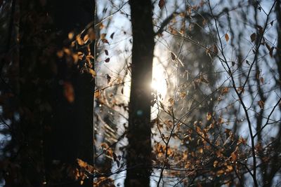 Sunlight streaming through trees in forest during sunset