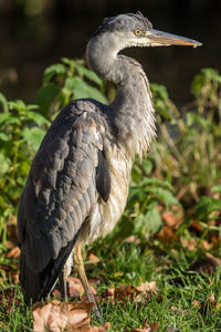 Close-up of a bird