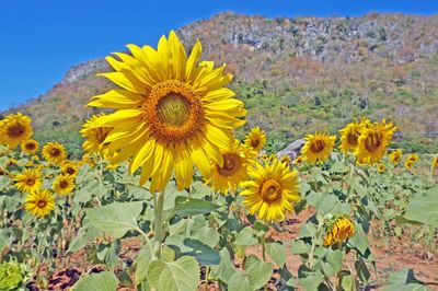Close-up of sunflower on field