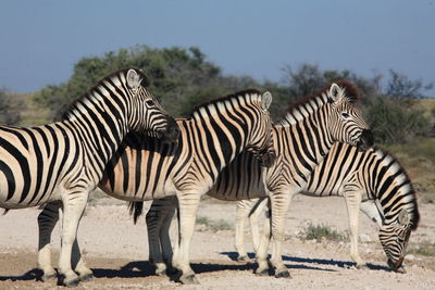 Zebras on field against sky