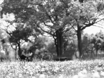 Trees on field