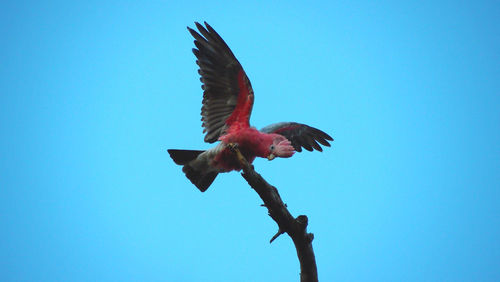 Low angle view of bird flying against clear blue sky