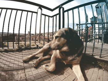 Close-up of dog against sky