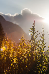 Plants growing against sky during sunset