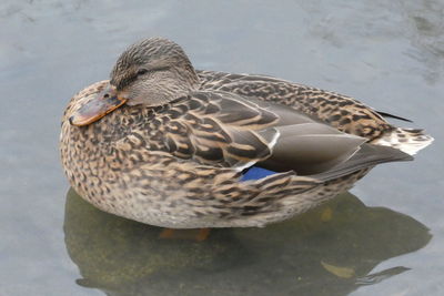 Close-up of mallard duck swimming in lake