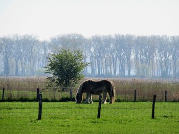 Horse grazing in a field